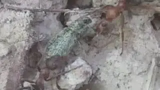 Hayot uchun kurash Chumoli bn qo‘ng‘iz urushi (Чумоли бн кунгз уриши)