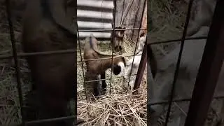 морозоустойчивые козлята 2024 #козы #молоко #переездвдеревню #ферма #деревня #экоферма #природа