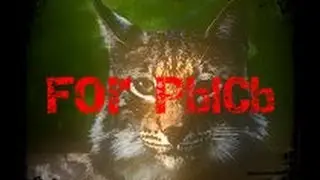 Видео для рыси