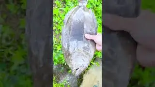 Grilled flounder 