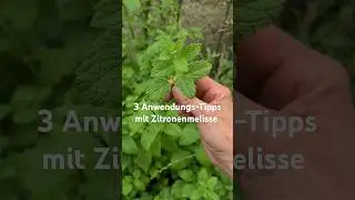 3 Tipps: Zitronenmelisse als Heilkraut nutzen #heilpflanzen