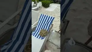 this is my happy place #shorts #emmacady #turksandcaicos #beachday