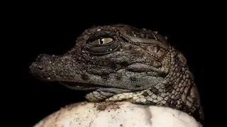 Nile Crocodile breeding at Le Bonheur Reptiles and Adventure
