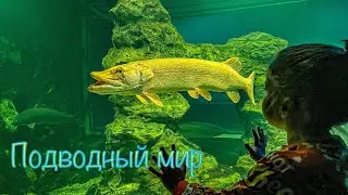 Судак, окунь, лещ под водой. Подводный мир "реки, озера, моря и океаны"