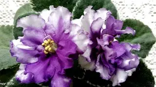 BLOOMING VIOLETS./Blooming violets LE-Freya and Ma's Glass Slipper sport. Blooming - a surprise!!!