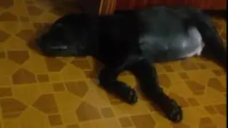 Щенок гавкает во сне