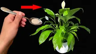 Fertilizers for flowers at home/Удобрения для цветов в домашних условиях