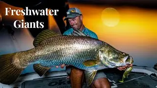 Awoonga. Freshwater Giants are back!