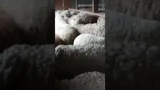 продаются очень жирные овцы с ягнатами