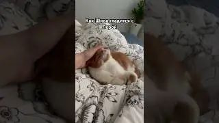 Кот Шива 