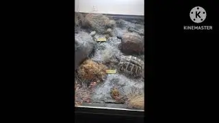 Природонаучният музей  в гр. Котел