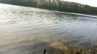 Зорька. Одна из самых красивых бабочек из семейства белянок.