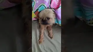 Набика - клоп?!