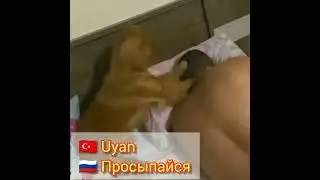 Турецкий язык | Uyan - Просыпайся