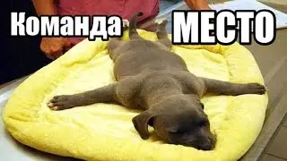 How to Teach a Dog the 