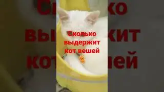 сколько кот выдержет вещей shorts #1