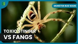 Badge Huntsman Spider vs. Deadly Scorpion - Monster Bug Wars