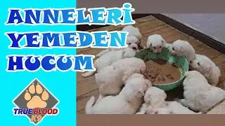 ILK MAMA DENEMESİ - YAVRULARI KÖPEKLERİ MAMAYA ALIŞTIRMA 