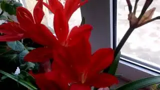 Домашние красивые цветы