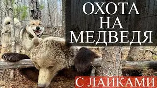 How many ticks are there on a bear in spring? Bear hunting with huskies.