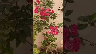 #buttonrose #rose #winter #reels