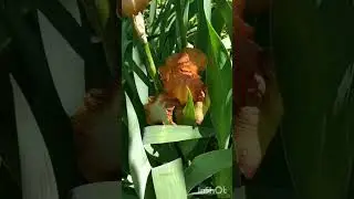 доброе утро!🌷🌷🌷