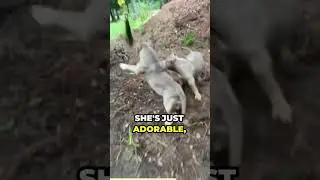 Dog Pack Development.mp4