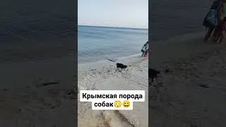 Крымская порода собак😳 #блогер #животные #собака