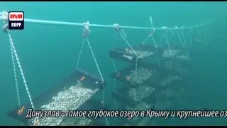 Устричная ферма под водой Крым |Донузлав|