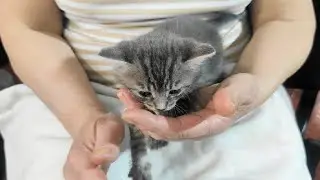 🐾 Удаление клеща у маленького котенка 🐱