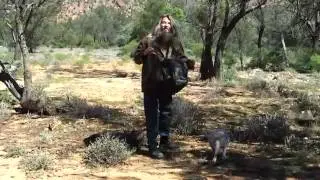 Видео Как поймать Кенгуру