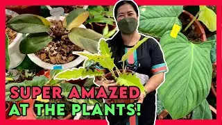 OMG! First time to see the most expensive rare plants on display!| Richh Cheech