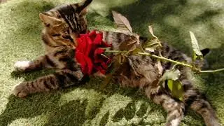 Котята греются на осеннем солнышке.