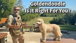 Goldendoodle | Is It Right For You?
