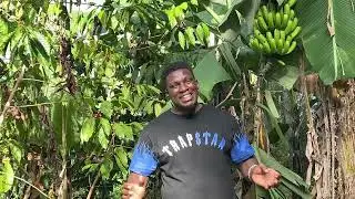 Reality Coffee And Bananas Grow Well In Nwoya Northern Uganda