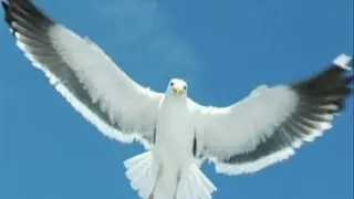 Jonathan Livingstone Seagull Part 2