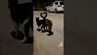 heart tail #cat#♥️❤️