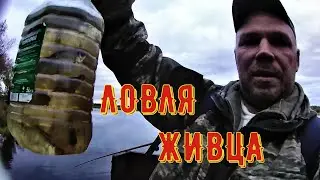 ЛОВЛЯ ЖИВЦА ДЛЯ НАЛИМА