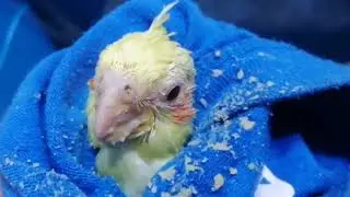 Bago kong alaga na Cockatiel | Pika