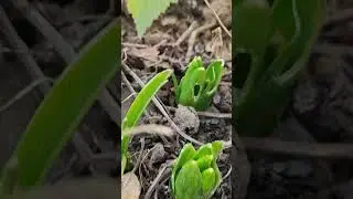 А у нас весна уже в феврале🌱 