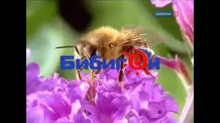 Заставка Бибигон пчела