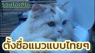 ไอเดียตั้งชื่อแมวแบบไทยๆ น่ารักๆ 2022