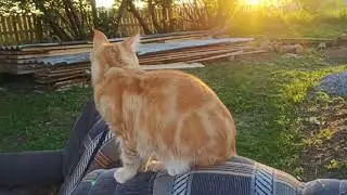 Симбочка, закат и птички😍🥰