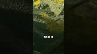 Really Amazing Detail in Ghost of Tsushima