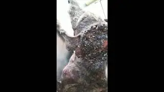 Molu found with flesh eating maggots recovered