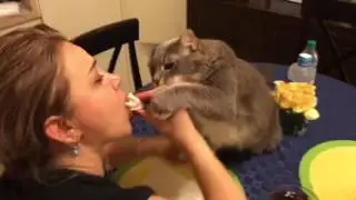 🇺🇸 Кот сладкоежка 😺🙀😼😾
