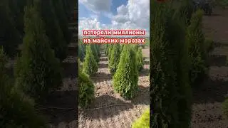 «Повезло» с морозами: как жить дальше?
