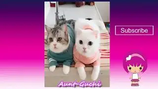Смешные КОШКИ и СОБАКИ - Приколы \ Funny CATS and DOGS  - Best jokes