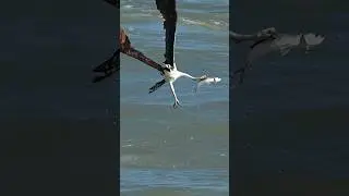 Osprey battles it out with anglers bait. Who will win?