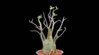 Adenium